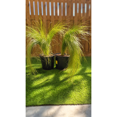 🌾🔥 **SUPERBES CHEVEUX...