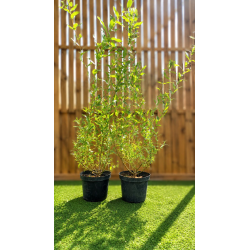 🌿🔥 **SUPERBES SAULES CREVETTES ARBUSTIFS – SALIX HAKURO NISHIKI  !!!** 🔥🌿