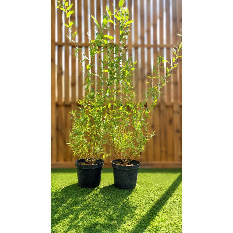 🌿🔥 **SUPERBES SAULES CREVETTES ARBUSTIFS – SALIX HAKURO NISHIKI  !!!** 🔥🌿