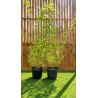 🌿🔥 **SUPERBES SAULES CREVETTES ARBUSTIFS – SALIX HAKURO NISHIKI  !!!** 🔥🌿