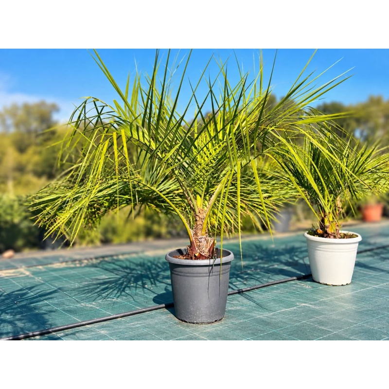 🌴🔥 PALMIER BUTIA CAPITATA  !!! 🔥🌴