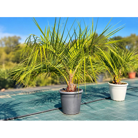 🌴🔥 PALMIER BUTIA CAPITATA...