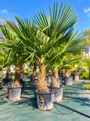 🌴🔥 PALMIERS TRACHYCARPUS FORTUNEI !!! 🔥🌴