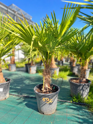 🌴🔥 PALMIERS TRACHYCARPUS FORTUNEI  !!! 🔥🌴