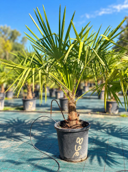 🌴🔥 PALMIERS TRACHYCARPUS FORTUNEI  !!! 🔥🌴