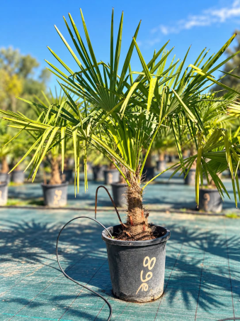 🌴🔥 PALMIERS TRACHYCARPUS...