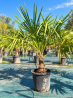🌴🔥 PALMIERS TRACHYCARPUS FORTUNEI  !!! 🔥🌴