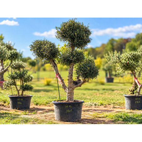 🌿 OLIVIER POMPON / BOULES –...