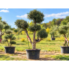 🌿 OLIVIER POMPON / BOULES – LE12 🌿