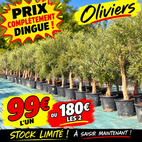 🚨🔥 OFFRE DÉSTOCKAGE...