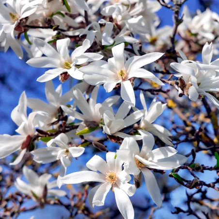 🌸 **MAGNOLIA STELLATA...
