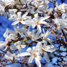 🌸 **MAGNOLIA STELLATA ‘ROYAL STAR