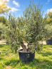 🌿 OLIVIER JEUNE CENTENAIRE – LE35 🌿