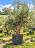 🌿 **OLIVIER JEUNE CENTENAIRE – LE36** 🌿