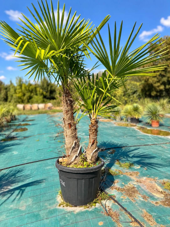 Superbes Trachycarpus...