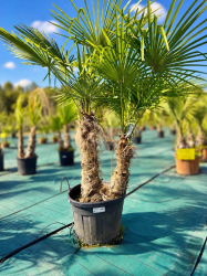 Superbes Trachycarpus fortunei DOUBLE