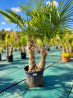 Superbes Trachycarpus fortunei DOUBLE