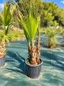 🌴 **PALMIERS WASHINGTONIA FILIFERA MULTI TRONCS** 🌴