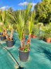 🌴 **PALMIERS WASHINGTONIA FILIFERA MULTI TRONCS** 🌴