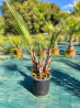 🌴 **PALMIERS WASHINGTONIA FILIFERA MULTI TRONCS** 🌴