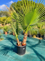 🌴 **PALMIERS WASHINGTONIA FILIFERA MULTI TRONCS** 🌴