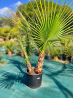 🌴 **PALMIERS WASHINGTONIA FILIFERA MULTI TRONCS** 🌴