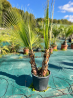🌴 **PALMIERS WASHINGTONIA FILIFERA MULTI TRONCS** 🌴