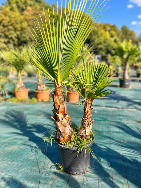 🌴 **PALMIERS WASHINGTONIA FILIFERA MULTI TRONCS** 🌴