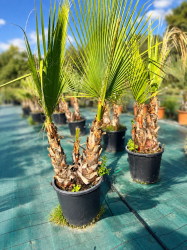 🌴 **PALMIERS WASHINGTONIA FILIFERA MULTI TRONCS** 🌴