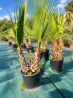 🌴 **PALMIERS WASHINGTONIA FILIFERA MULTI TRONCS** 🌴