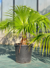 DESTOCKAGE LIVISTONIA CHILENSIS