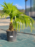 DESTOCKAGE LIVISTONIA CHILENSIS