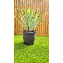 🌿 YUCCA RIGIDA – SUPERBE FEUILLAGE BLEU