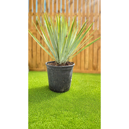🌿 YUCCA RIGIDA – SUPERBE...