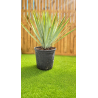 🌿 YUCCA RIGIDA – SUPERBE FEUILLAGE BLEU
