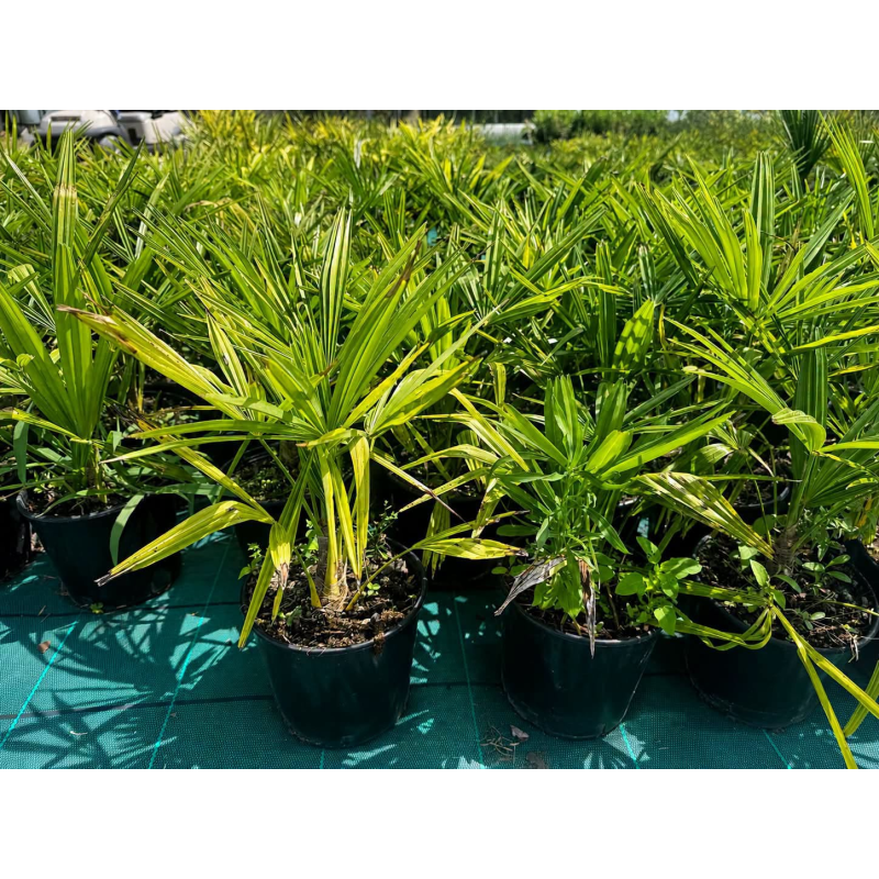 célèbre Trachycarpus fortunei