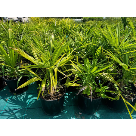 célèbre Trachycarpus fortunei