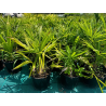 célèbre Trachycarpus fortunei
