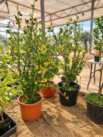 ** DESTOCKAGE HIBISCUS...