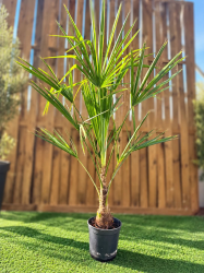 🌴 TRACHYCARPUS FORTUNEI