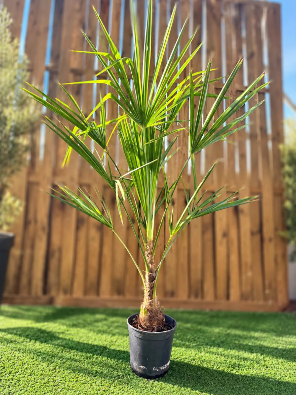 🌴 TRACHYCARPUS FORTUNEI
