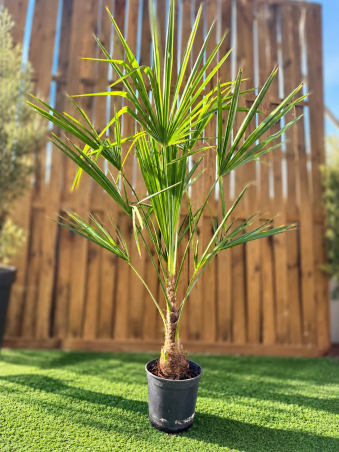 🌴 TRACHYCARPUS FORTUNEI