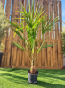 🌴 TRACHYCARPUS FORTUNEI