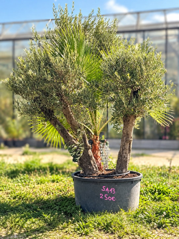 **olivier multi-troncs SA13**, avec en plus un très beau **Washingtonia robusta présent dans la motte**. 🌿🌴
