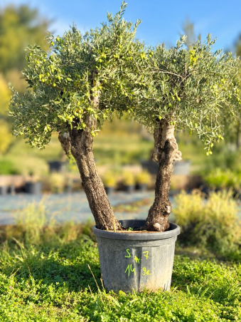 🌿 Découvrez ce superbe...