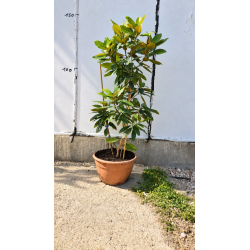 🌿✨ MAGNOLIA GRANDIFLORA  !!! ✨🌿