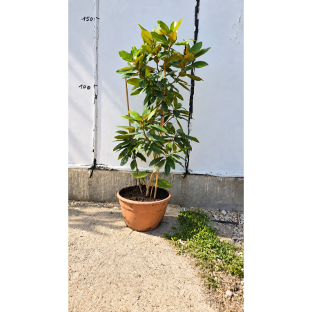 🌿✨ MAGNOLIA GRANDIFLORA...