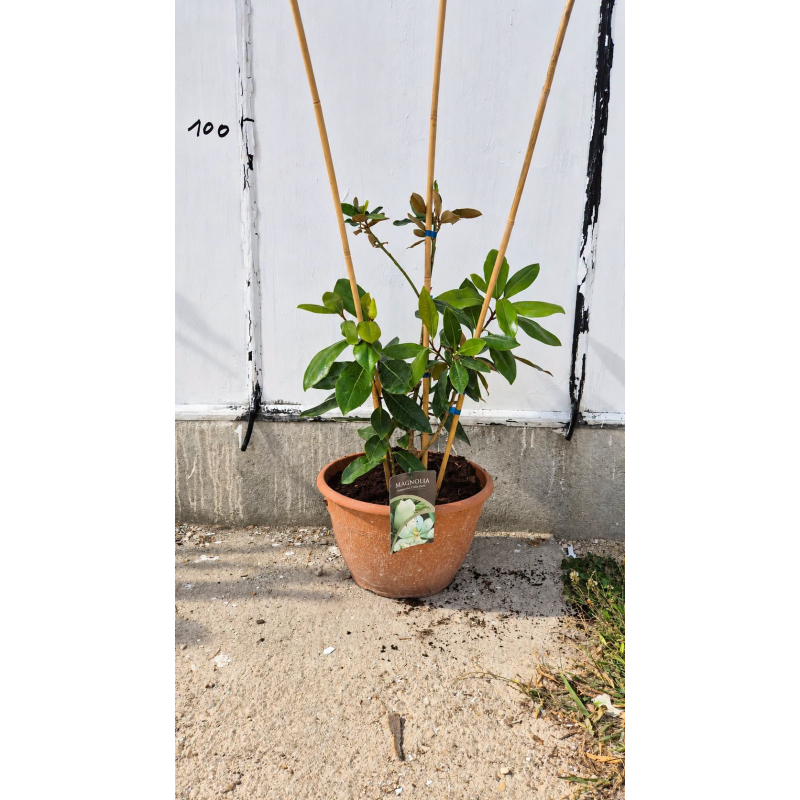 🌿✨ MAGNOLIA GRANDIFLORA !!! ✨🌿
