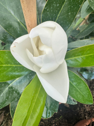 🌿✨ MAGNOLIA GRANDIFLORA !!! ✨🌿