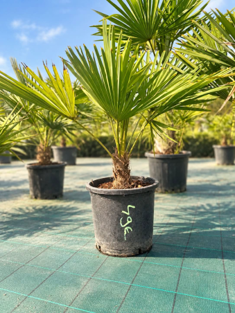 🌴🔥 PALMIER TRACHYCARPUS...